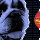 Image for article titled Bulldog Mascots Are Doomed, Flatulent, And Beloved